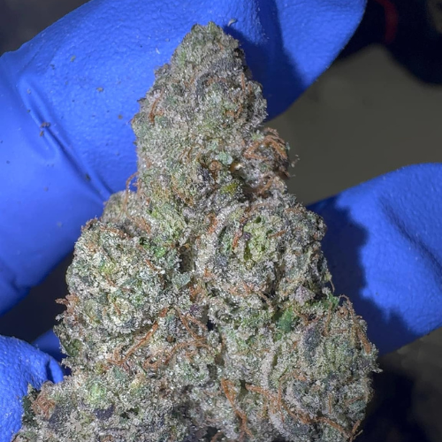 Froot Stripez (Hybrid)