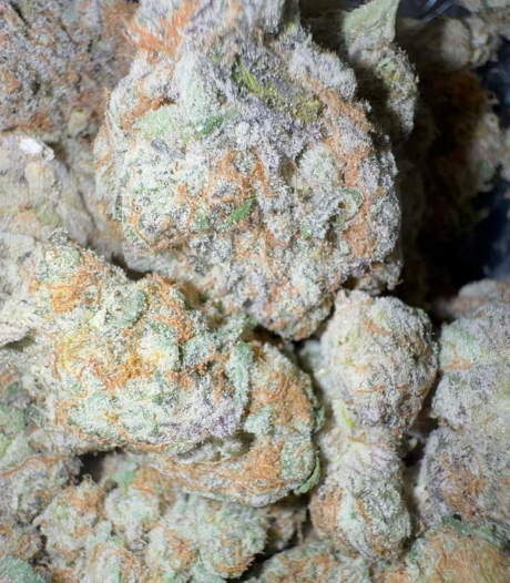 Papaya Punch (Hybrid)