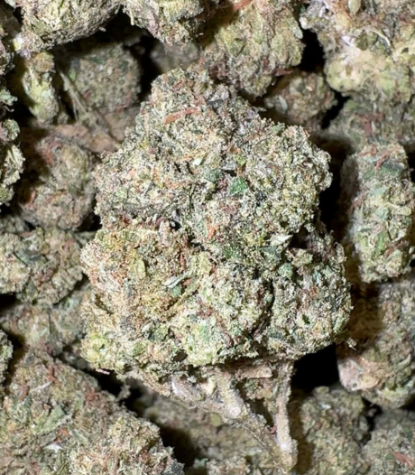 Gelato 33 (Hybrid)