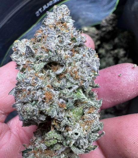 Super Skunk (Indica)