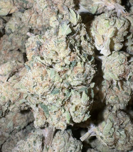 Sour Runtz  (Hybrid)