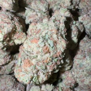 Pink Paloma (Hybrid)