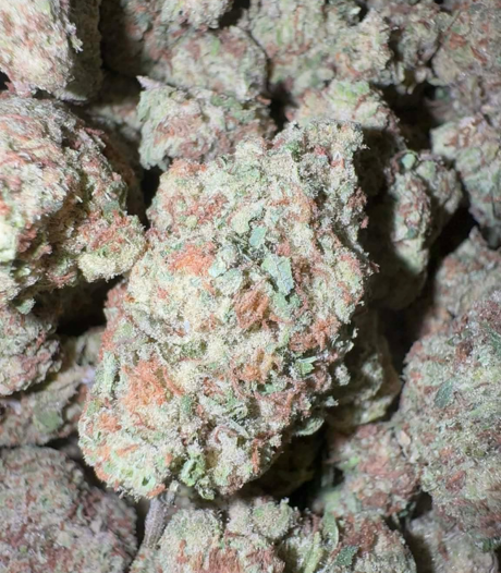 Pink Paloma (Hybrid)