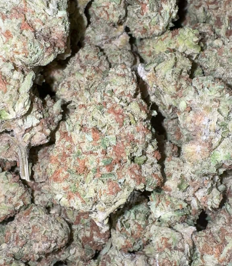 Strawberry Fields (Hybrid)