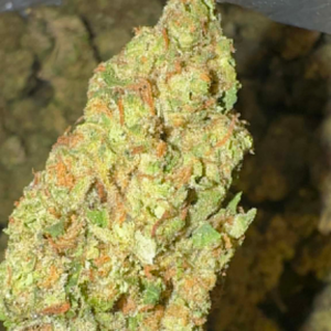 Gruntz (Hybrid)