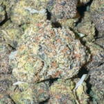 Gelato #33  (Hybrid)