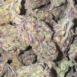 Gruntz (Hybrid)
