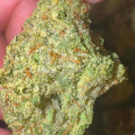 Grapes N Cream (Hybrid)