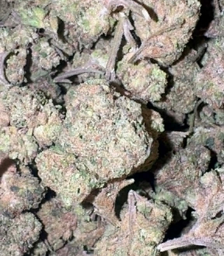 Randy’s Runtz  (Hybrid)