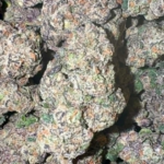 Candy Zlushi (Hybrid)