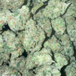 Donny Burger (Indica)