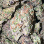 GMO Breath (Indica)