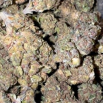 Sugar Cookie (Hybrid)