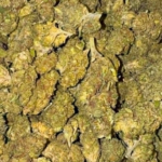 Melon Pop (Hybrid)