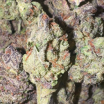 Sin City Kush (Indica)