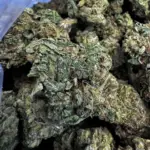 Atomic (Indica)