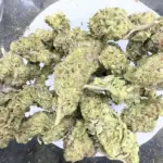 El Chivo (Indica)