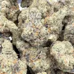 Purple Funk (Hybrid) FUNKY