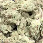 SFV OG (Indica)
